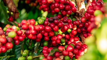 Benefits of coffee fruits for skincare (Image: Canva)