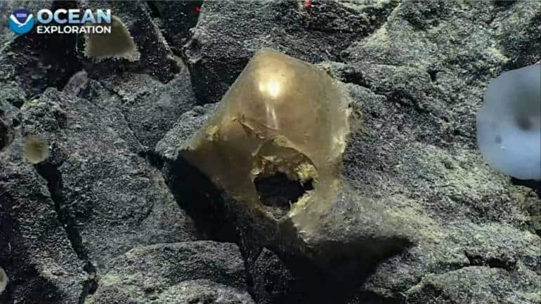 Mysterious 'golden egg' found at bottom of the ocean baffles scientists - Vimarsana News