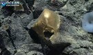Mysterious ‘golden egg’ found at bottom of the ocean baffles scientists