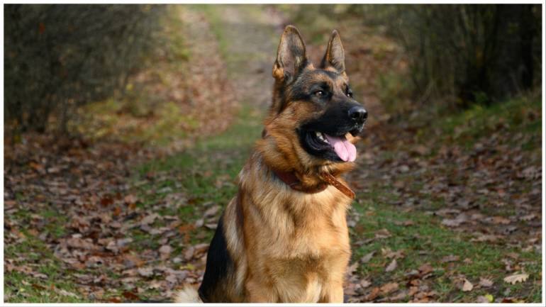 53-year-old woman dies of rare infection after getting bitten by German Shepherd - Vimarsana News