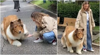 'The human collie' Toco said he long dreamed of living as an animal, but could never muster up the courage before he ended up ordering the collie costume. (Stills from Toco's videos on YouTube)