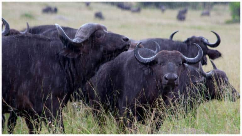 Man, who stole 2 buffaloes and calf in 1965, arrested after 58 years: Report - Vimarsana News