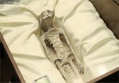 1,000-year-old 'alien corpses' not assembled and were 'alive, intact', claim doctors