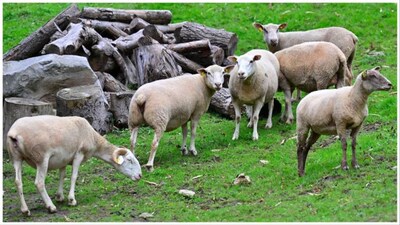 Flock of sheep eats 100 kg cannabis in Greece, start 'jumping higher than goats'