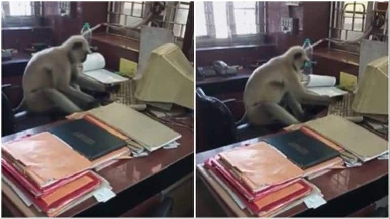 Monkey business: Delhi gets cutouts of langurs to ease menace