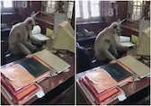 Watch: Monkey uses computer at office in Bengal, internet calls it 'new stationmaster'