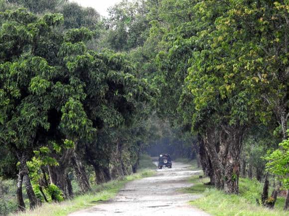 Book a Jeep, the best way to see the Kaziranga National Park, Assam. (Photo: Bindu Gopal Rao)