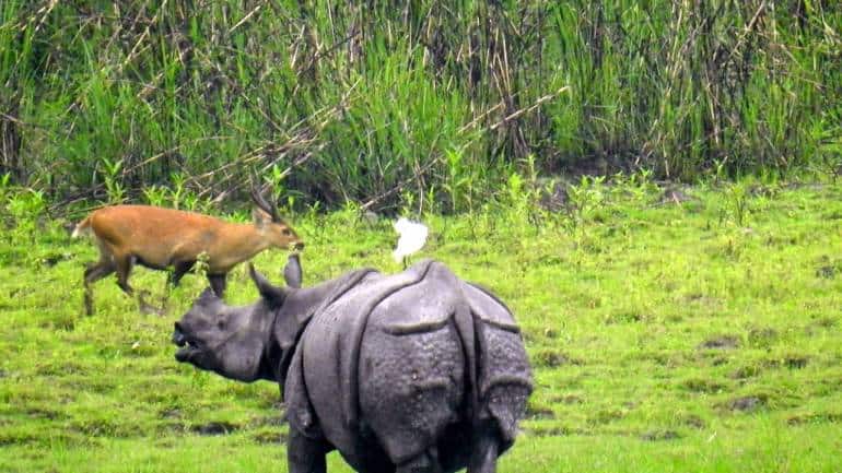 Kaziranga, Assam: Following the footsteps of the one-horned rhinoceros - Vimarsana News