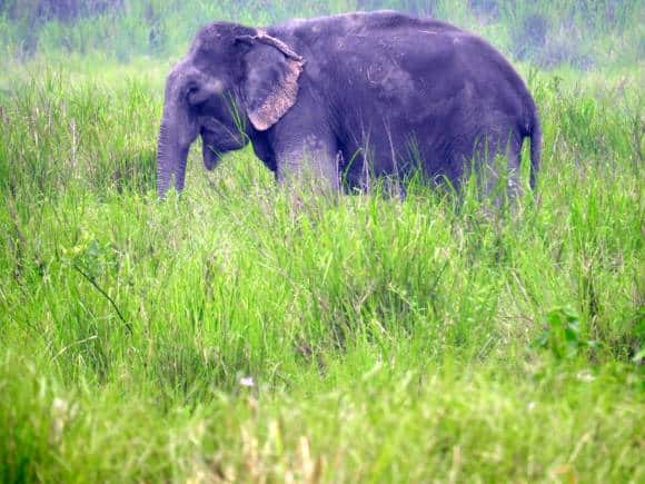 The big five in the Kaziranga National Park include the Rhino, Tiger, Elephant, Asiatic Wild Buffalo, and The Eastern Swamp Deer. (Photo: Bindu Gopal Rao)
