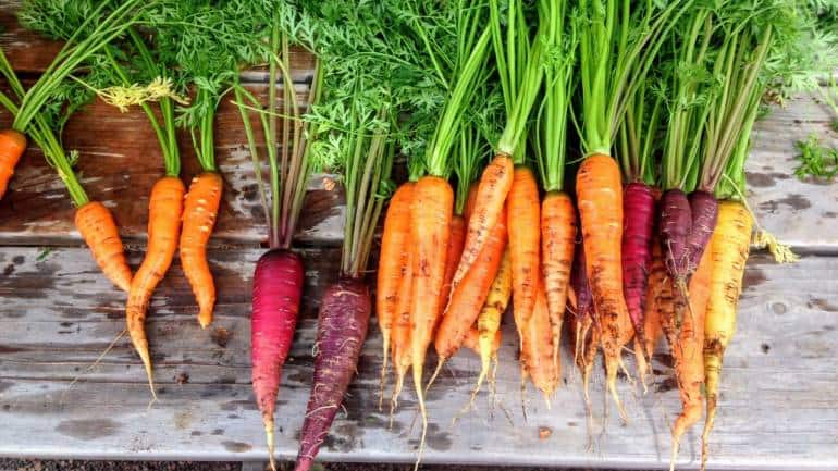 Health benefits of carrots (Image: Canva)