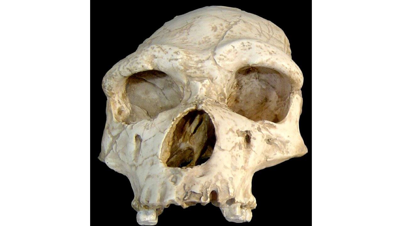 Book excerpt:  The Shortest History of War by Gwynne Dyer | Why humans fight wars