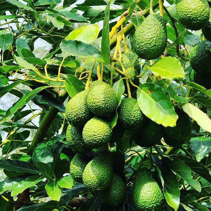 Import of avocados from Kenya was allowed in August after long-drawn negotiations that began eight years ago. (Photo courtesy of Avocado Society of Kenya)