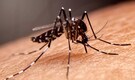 World Malaria Day 2024: Follow these expert tips to protect yourself disease-causing mosquitoes