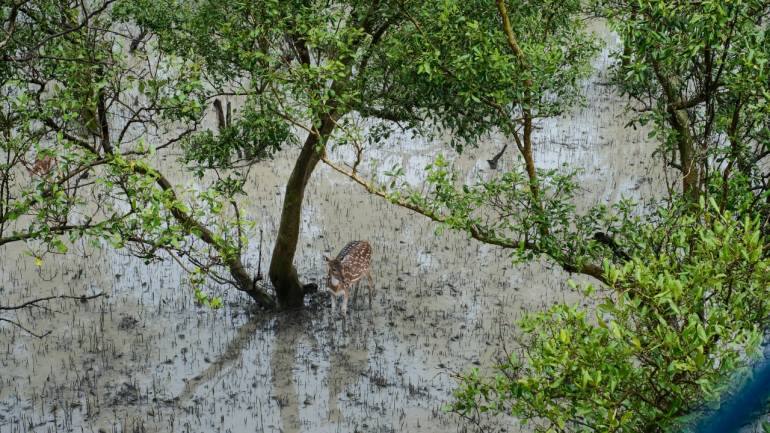 Spotted deer in the Sundarbans. (Photo: Aarohi Mehra via Antara River Cruises)