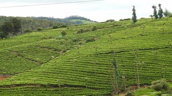 Tea board, Amardeep Singh Bhatia, Union commerce and industry ministry, chairman (Representative Image)