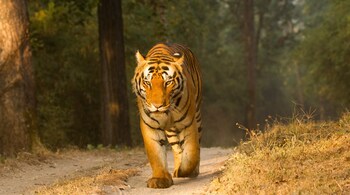 The International Big Cat Alliance was inspired by the success of Project Tiger. (Photo credit: David Raju via Wikimedia Commons)