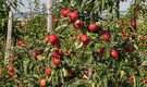 Heavy rains threaten apple supply as prices stay elevated