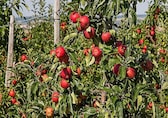 Heavy rains threaten apple supply as prices stay elevated