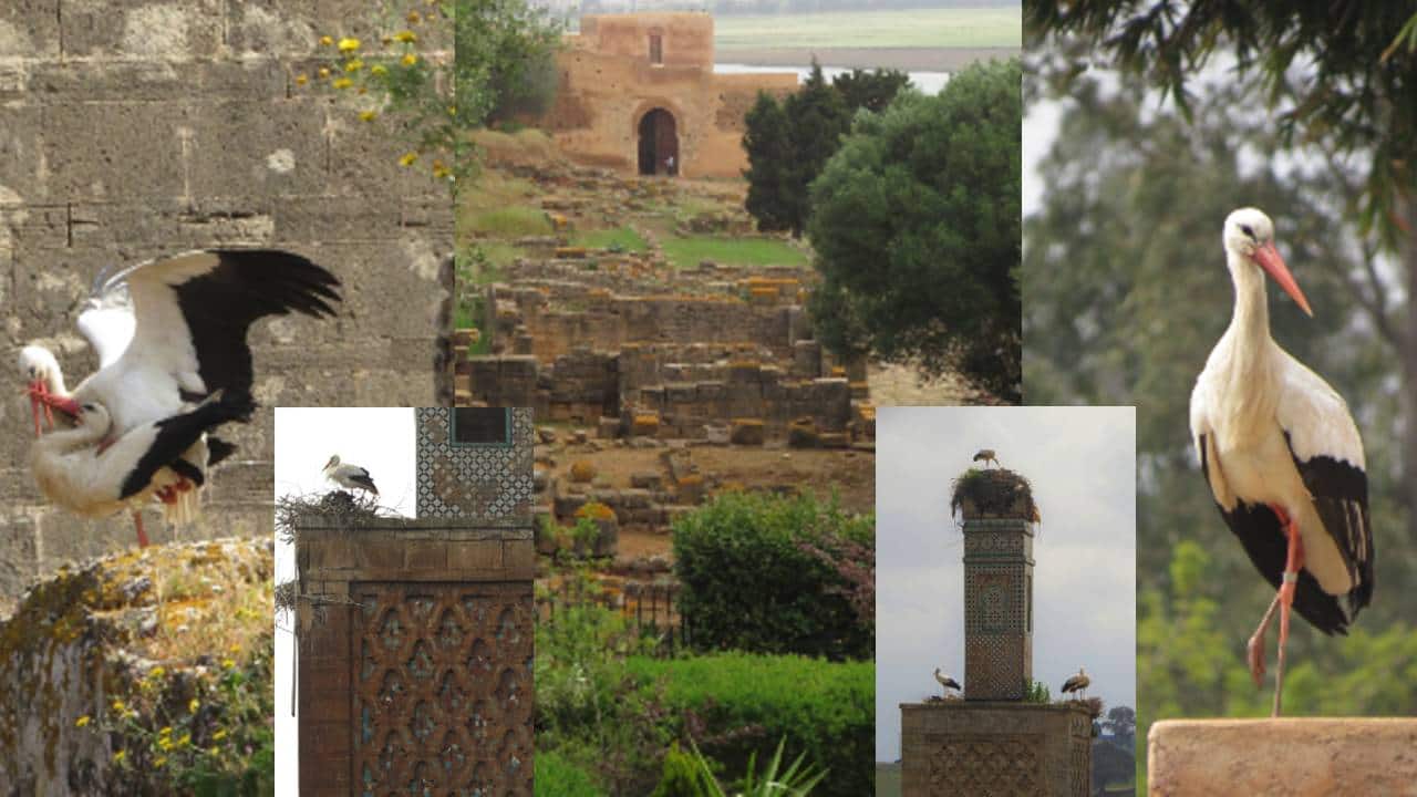 World Tourism Day 2023: When white storks conquered the ancient Moroccan fortress of Chellah, a UNESCO World Heritage site