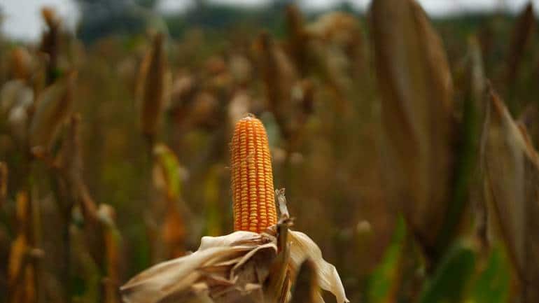 Farming can work so much better for the planet - Vimarsana News