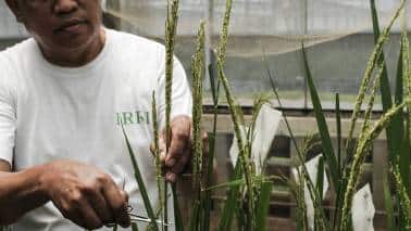 When governments carelessly risk a food crisis