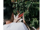 Gardening for beginners: 10 common mistakes even seasoned gardeners make