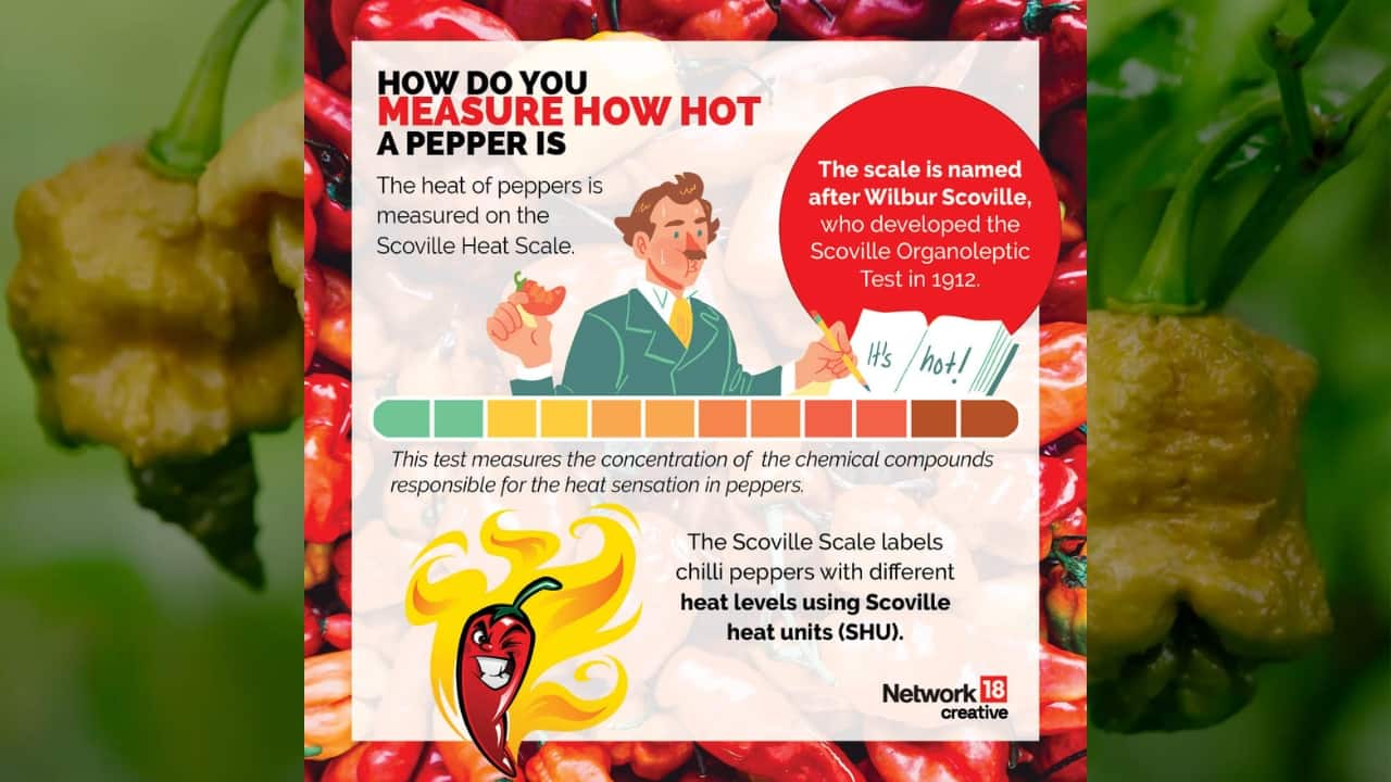 https://images.moneycontrol.com/static-mcnews/2023/10/4-Hottest-Pepper-in-the-World.jpg