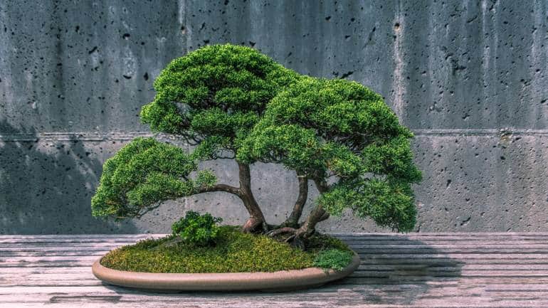 Feng shui energy: These 7 plants might be bringing bad luck to your doorstep - Vimarsana News