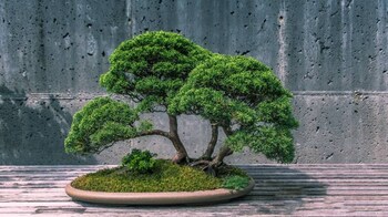 Feng shui energy: These 7 plants might be bringing bad luck to your doorstep