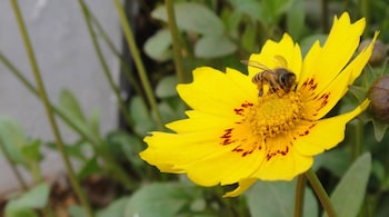 A pollinator decline is putting several tropical crops at risk. (Photo: Bhaskar via Wikimedia Commons)