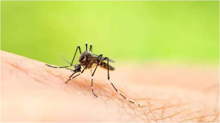 Dermatologist reveals reasons why mosquitoes bite certain people more - Vimarsana News