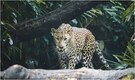 Woman killed by leopard in Udaipur, toll climbs to 7