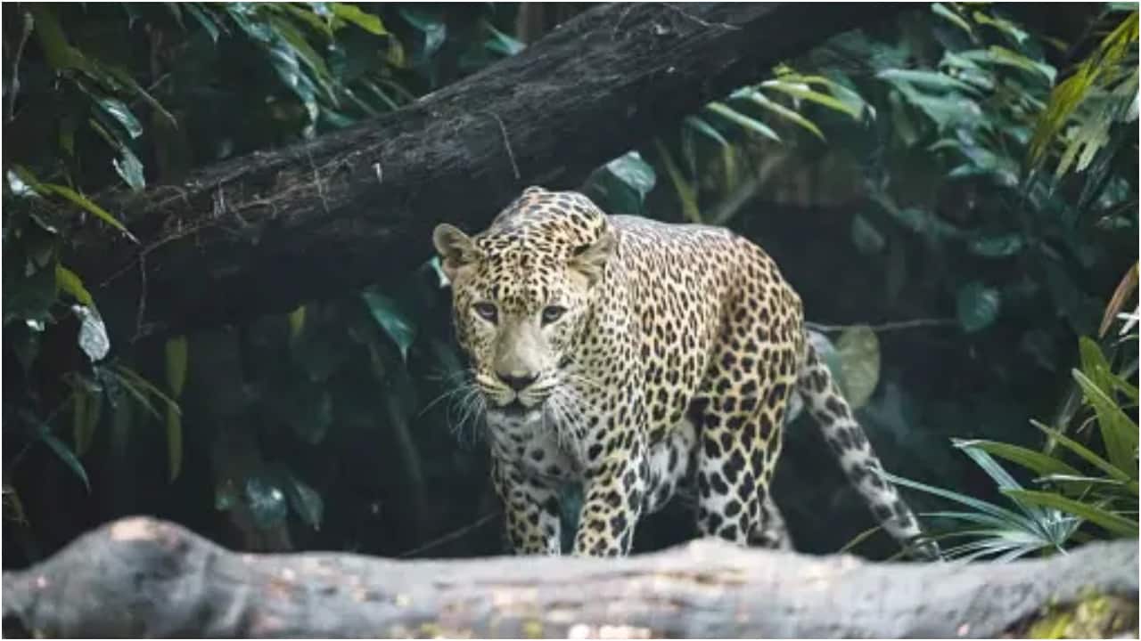 A leopard has been shot dead in Bangalore after a 5-day hunt