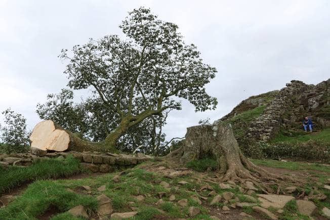 Britain’s most famous tree, Sycamore Gap, was felled in an act of vandalism, in Northumberland, Britain, on September 28, 2023. (Photo: Lee Smith/Reuters)