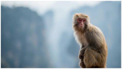 Monkey business: Delhi gets cutouts of langurs to ease menace