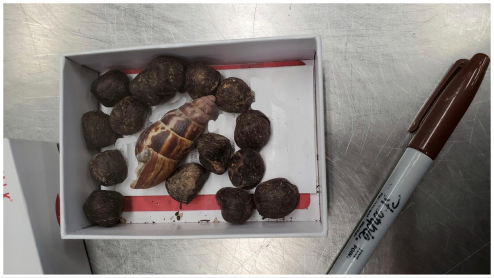 Woman caught carrying giraffe poop at US airport, planned to make necklace  with it