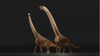 The dinosaur could have reached more than 80 feet in length and stood over 30 feet tall when it was alive, researchers said. (Image credit: @Licualopodo/X)