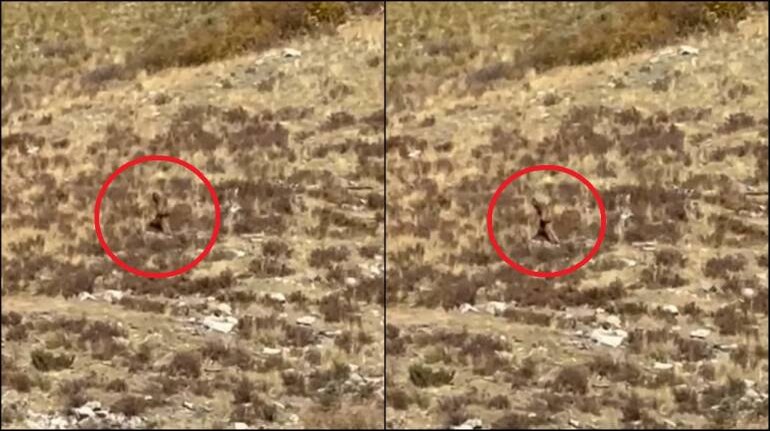 Is that Bigfoot? US couple captures video of mythical creature