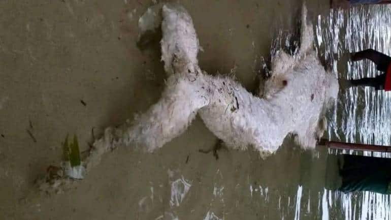 'Mermaid globster' washes up on beach, baffling experts - Vimarsana News