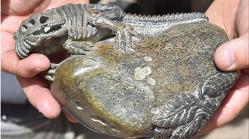 One of the dinosaur fossils retrieved by the US Department of Justice. (Image credit: @BLMUtah/X)