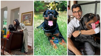 Henry, a black Rottweiler, is caught in the crossfire between Mahua Moitra and Jai Anant Dehadrai. (Image: @jai_a_dehadrai and @MahuaMoitra/X)