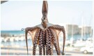Man, 82, dies after choking on 'live octopus' dish