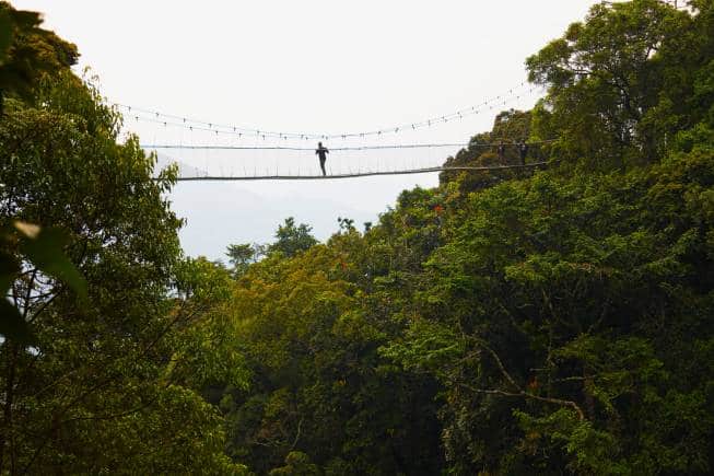 The canopy bridge at Nyungwe National Park, Rwanda’s latest UNESCO site. (Photo: Kalpana Sunder)