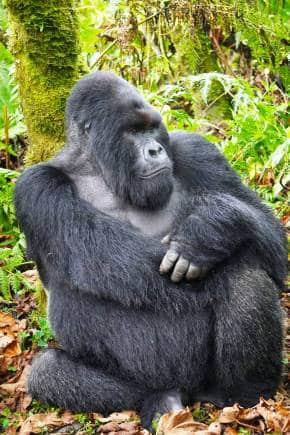 Gorillas share as much as 98.3 per cent of their DNA with human beings. (Photo: Kalpana Sunder)
