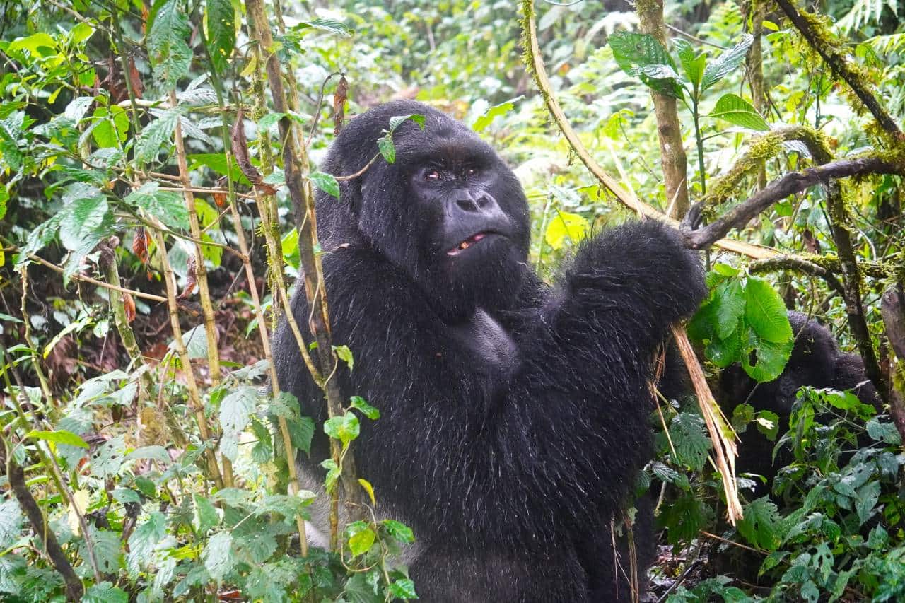 Gorilla at Volcanoes National Park. (Photo: Kalpana Sundar)