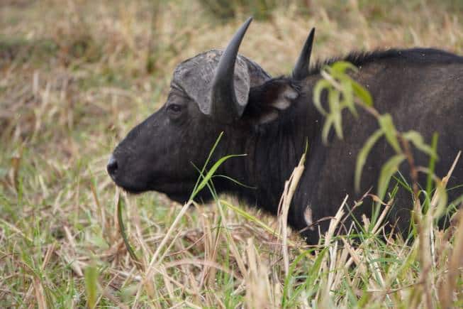 African or Cape Buffaloes. (Photo: Kalpana Sunder)