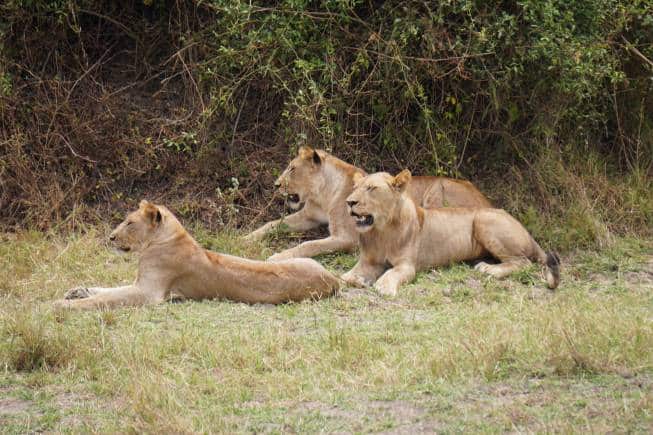 Rebuilding Akagera National Park included translocation of animals like lions and rhinos. (Photo: Kalpana Sunder)