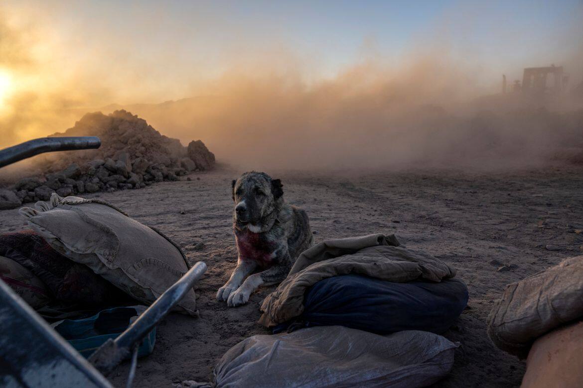 A dog waits for its owners in the vicinity of a house that was destroyed by the earthquake, in Herat province in Afghanistan, killing all of its inhabitants. (Photo by Ebrahim Noroozi/AP)