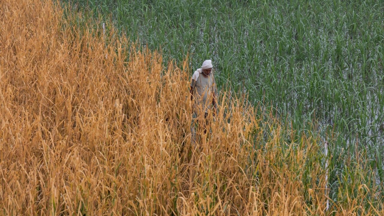 India’s agricultural growth records sharpest decline in 4.5 yrs on account of erratic monsoon India’s agricultural growth records sharpest decline in 4.5 yrs on account of erratic monsoon