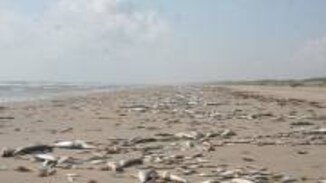 Explainer: Why warming waters mean an uncertain future for fish populations